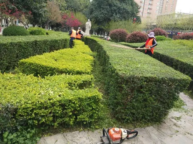有些绿化苗木适合在室内种植吗？