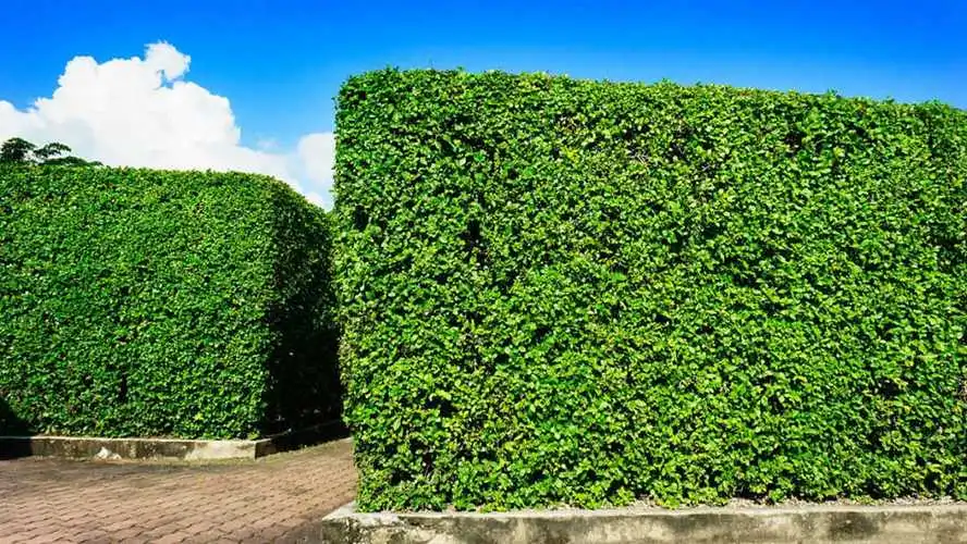 园林绿化与生态补偿：恢复与保护植物及动物物种。