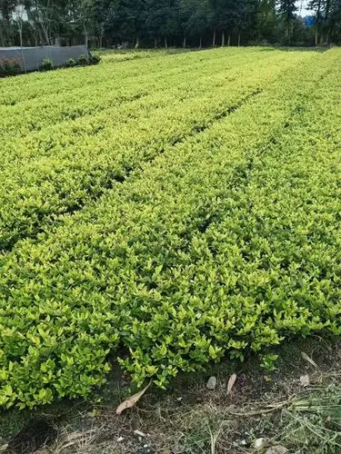 绿化工程造价怎么弄